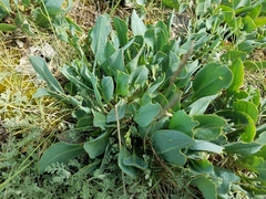 Lepidium cartilagineum