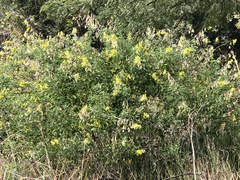 Crotalaria agatiflora