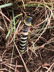 Crotalaria agatiflora