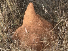 Crotalaria agatiflora