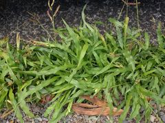 Paspalum fimbriatum