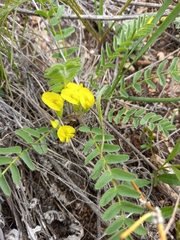 Astragalus wolgensis