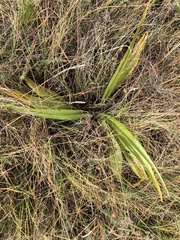 Crotalaria agatiflora