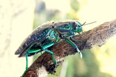 Polybothris sumptuosa