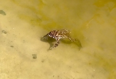 Bufotes viridis