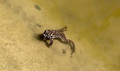 Bufotes viridis