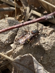Nomada leucophthalma