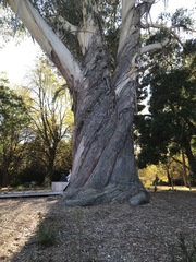 Eucalyptus delegatensis