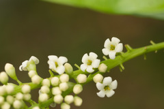 Citharexylum caudatum