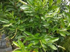 Citharexylum caudatum