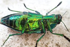 Polybothris sumptuosa