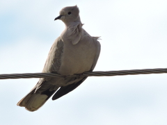 Streptopelia decaocto