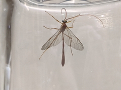 Enicospilus lineolatus