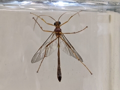 Enicospilus lineolatus