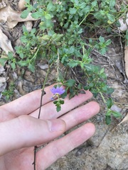Scaevola albida