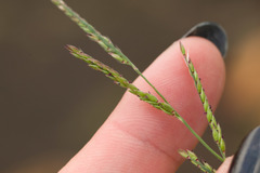 Eriochloa procera