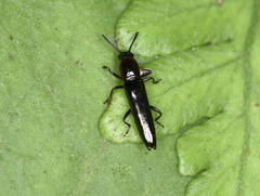 Languriinae