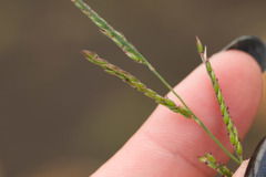 Eriochloa procera