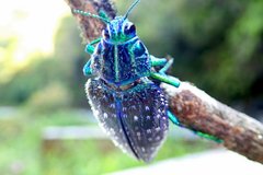 Polybothris sumptuosa