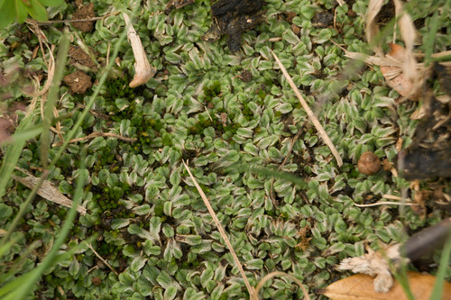 Riccia hawaiiensis