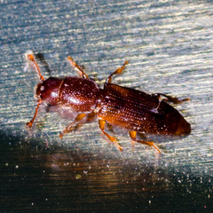 Monotomidae