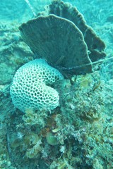 Holopsamma laminaefavosa
