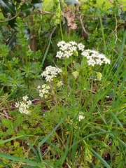 Conopodium majus