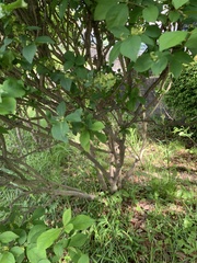 Euonymus hamiltonianus sieboldianus