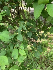 Euonymus hamiltonianus sieboldianus