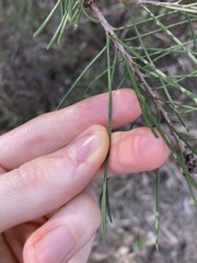 Melaleuca linearis acerosa