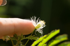 Desmanthus pernambucanus