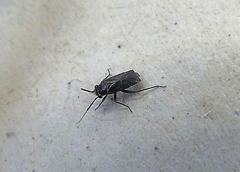 Miridae