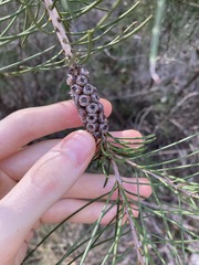 Melaleuca linearis acerosa