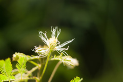Desmanthus pernambucanus