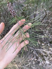 Melaleuca linearis acerosa