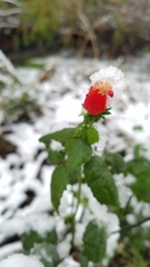 Malvaviscus arboreus drummondii