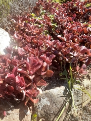 Kalanchoe sexangularis
