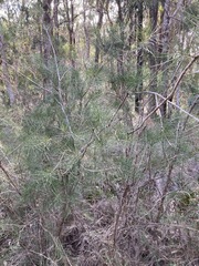 Melaleuca linearis acerosa
