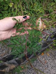 Desmanthus pernambucanus