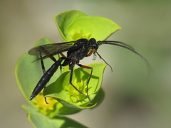Pseudoamblyteles