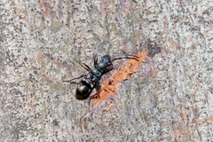 Daerlac cephalotes