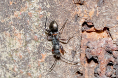 Daerlac cephalotes