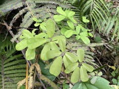 Akebia
