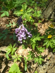 Corydalis solida