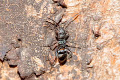 Daerlac cephalotes