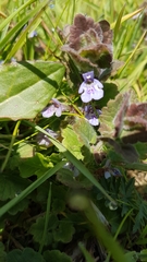 Glechoma hederacea