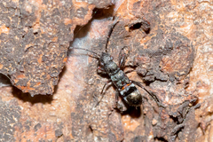 Daerlac cephalotes