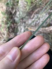 Xanthorrhoea minor minor