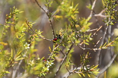 Diosma acmaeophylla