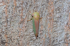 Rosopaella leurensis